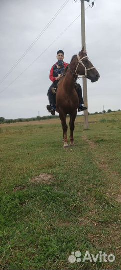 Конные прогулки в гостях у лали