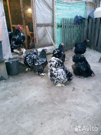 Куры кокинхин