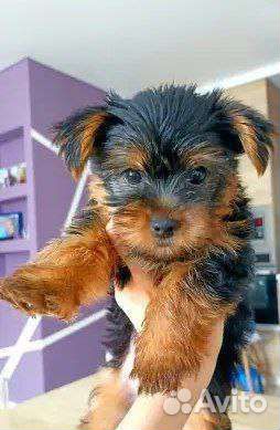 Йоркширский терьер щенки