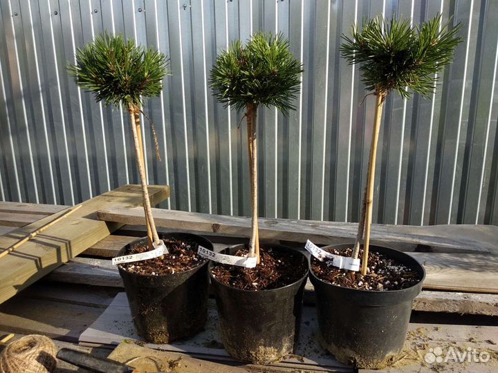 Сосна крючковатая Парадкиссен