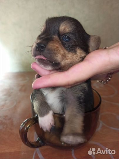 Щенки чихуахуа