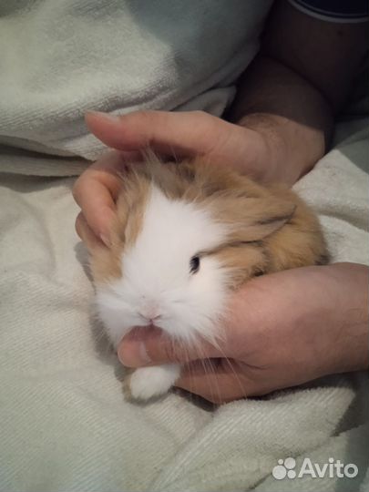 Декоративные кролики