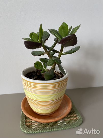 Крассула толстянка