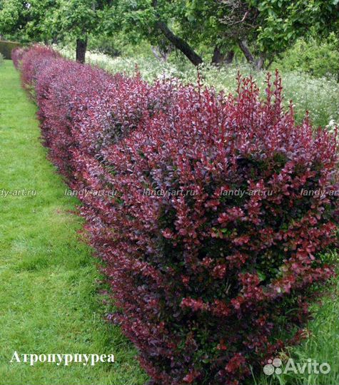 Барбарис Атропурпуреа / Atropurpurea