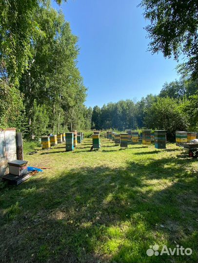 Мед оптом/Доставка по РФ