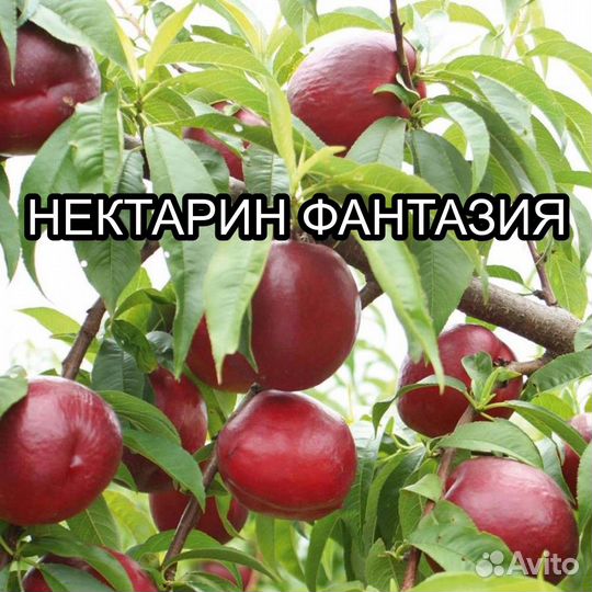 Саженцы нектарина