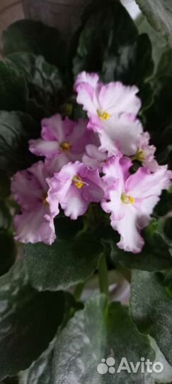 Фиалки продажа