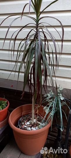 Драцена, авокадо, бамбук, сансевьерия продаю