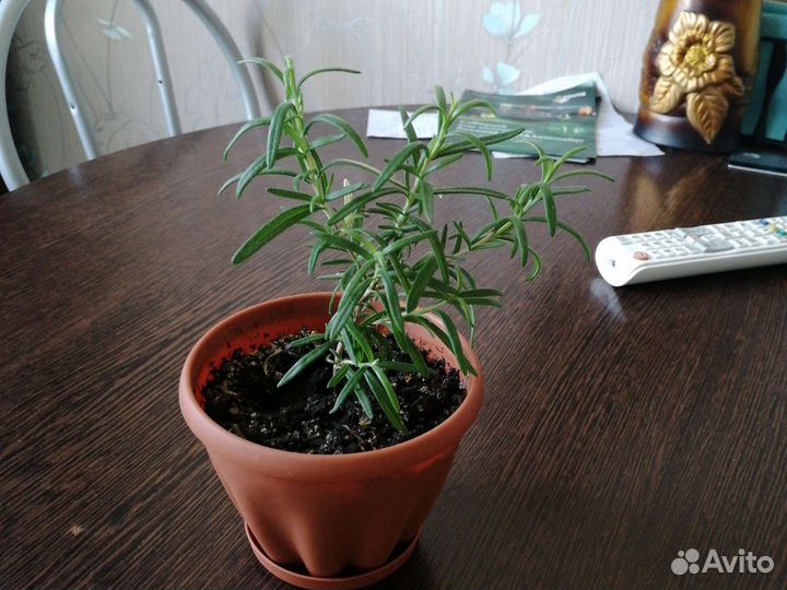 Розмарин