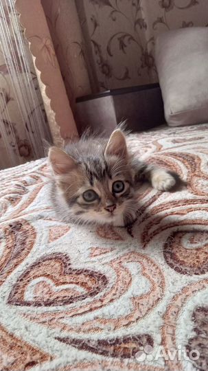 Котенок в добрые руки
