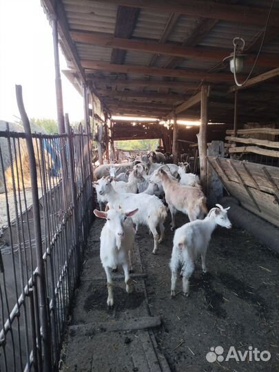 Дойные козы, козлята