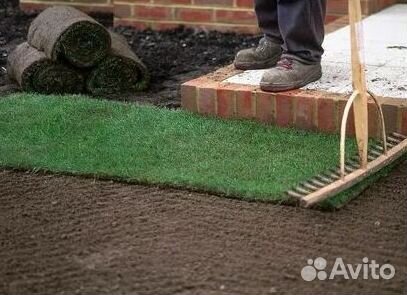 Рулонный газон