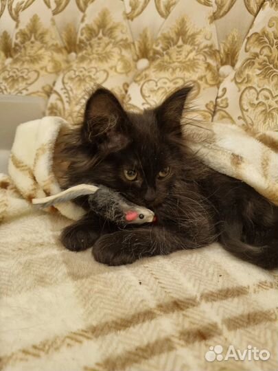 Котенок в дар