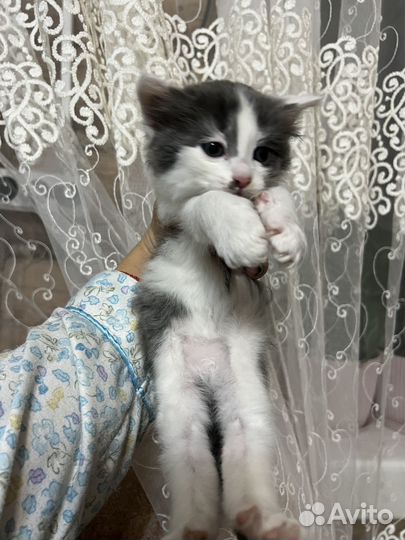 Котята ищут дом