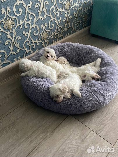 Щенки бишон фризе