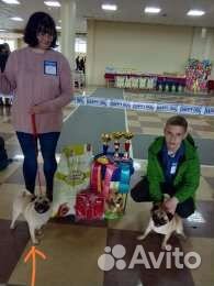 Щенки мопса