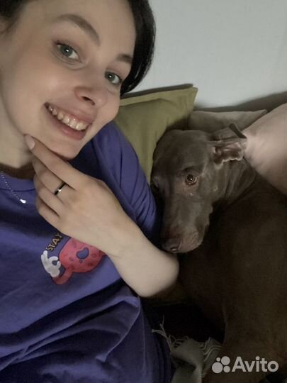 Догситтер,передержка, помощь оформлении документов