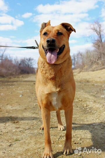 Собака Тэль