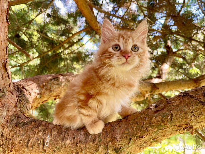 Кошка курильский бобтейл яркий окрас