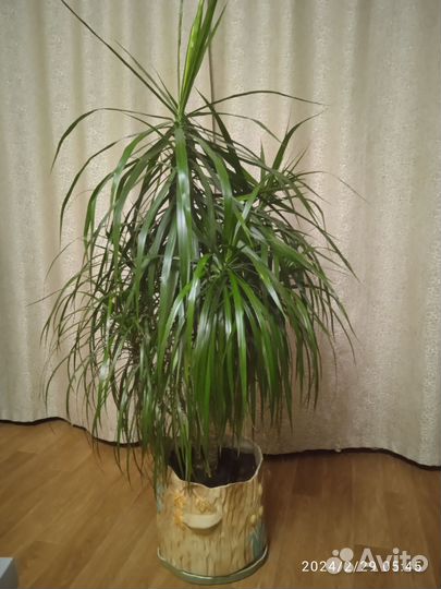 Драцена пальма 1,5 м