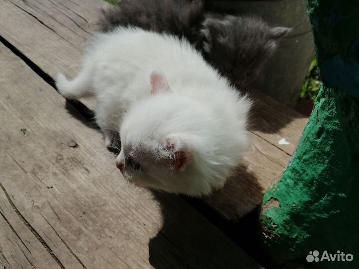Котики