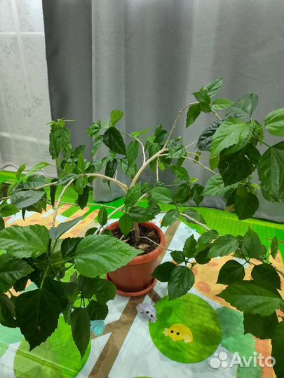 Китайская роза