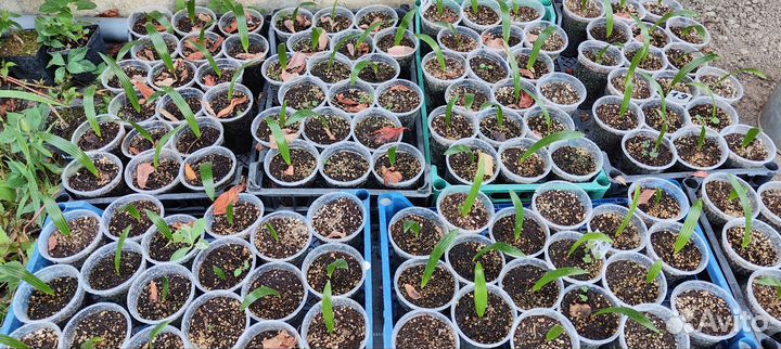 Пальма Трахикарпус