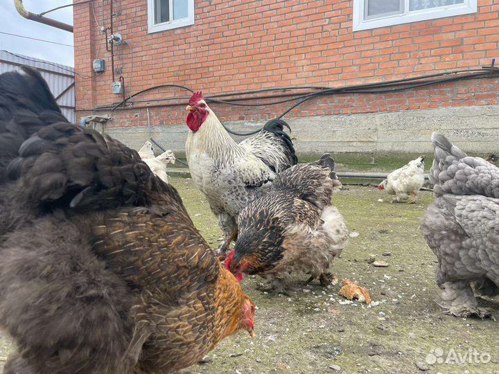 Инкубационное яйцо брама