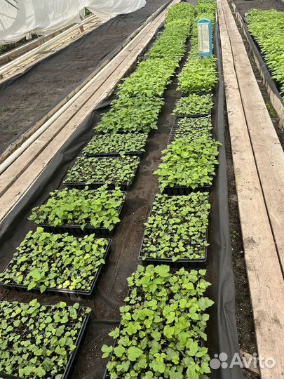 Ремонтантая малина Enrosadira и Primalba