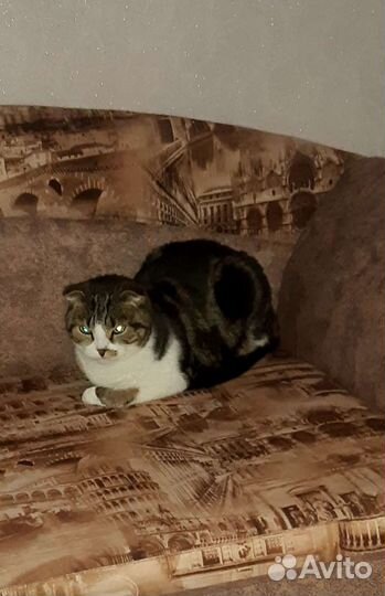 Кошка в дар