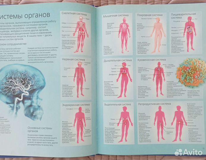 Энциклопедия Человек