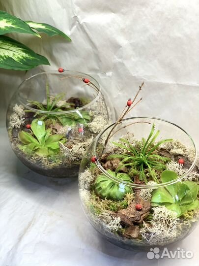 Флорариум с хищными растениями