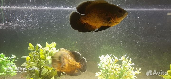 Астронотусы