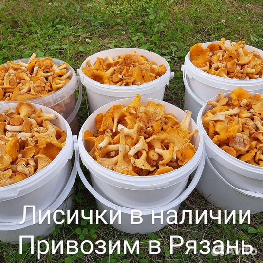 Грибы Лисички Рязань