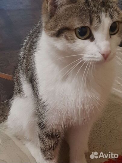 Кошка в дар