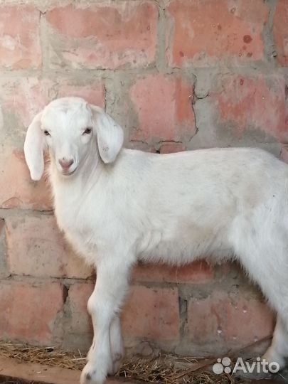 Козлики. Козочки