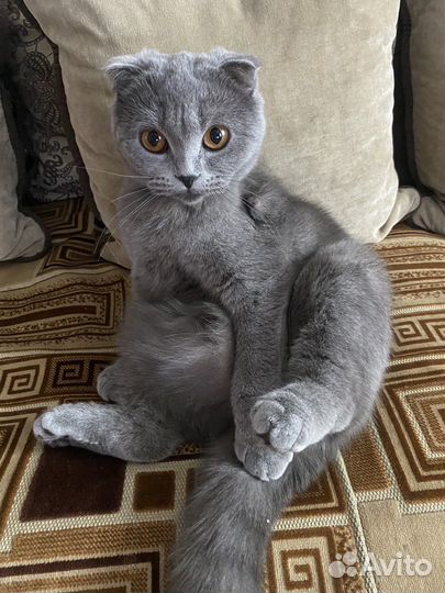 Британские котята