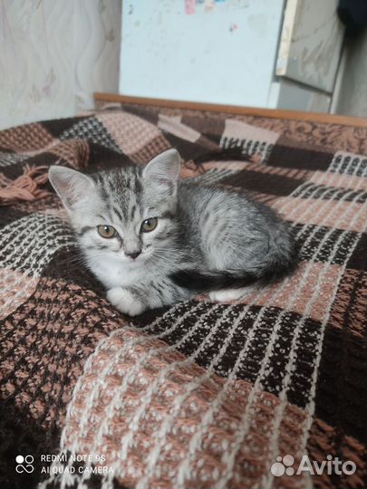 Котенок