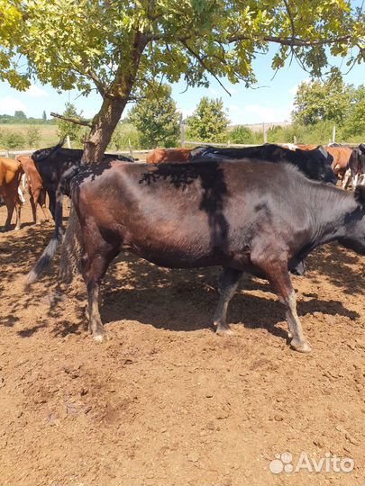 Коровы на мясо