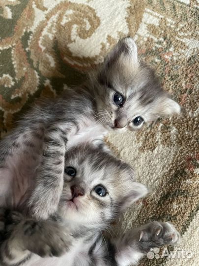 Кошки в добрые руки бесплатно