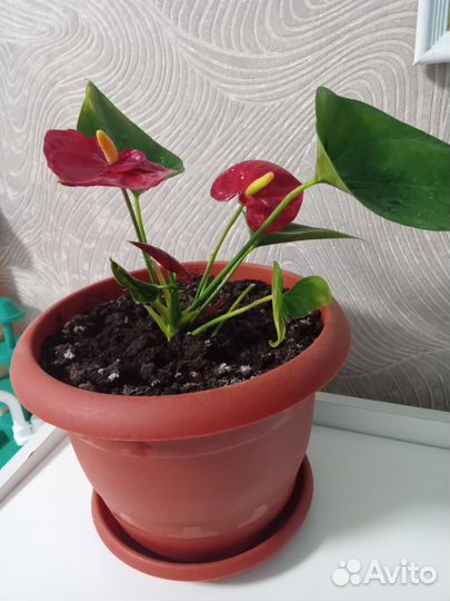 Антуриум мужское счастье