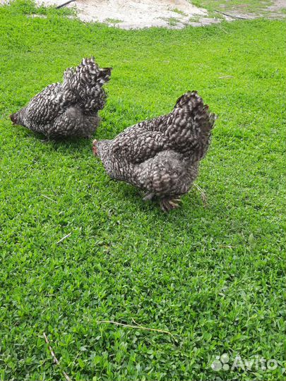 Инкубационное яйцо билефельдер