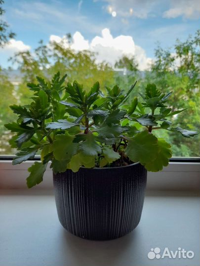 Каланхоэ цветущий (ярко-розовый, оранжевый)