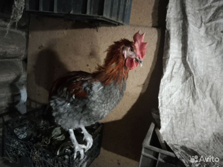 Молодые петухи