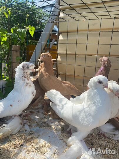 Голубь узбеки