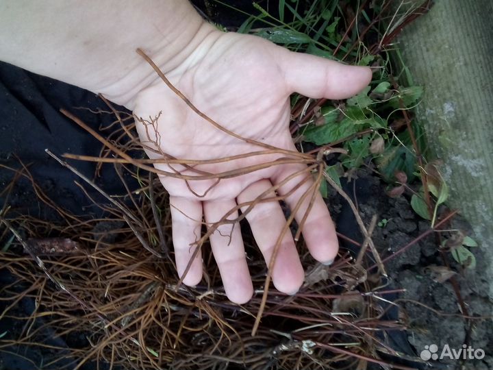 Клематисы,корни