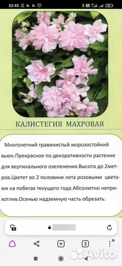 Калистегия махровая