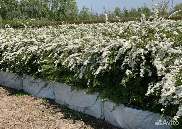 Спирея серая