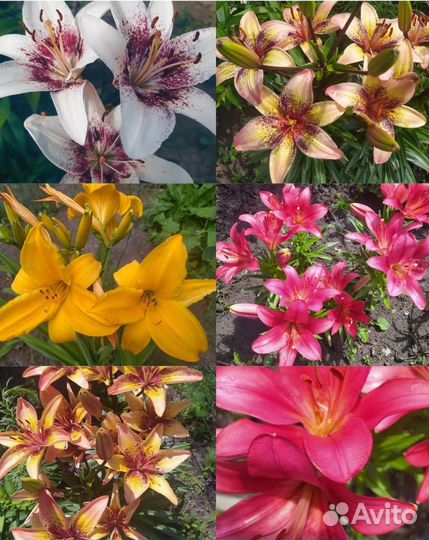 Многолетние садовые цветы