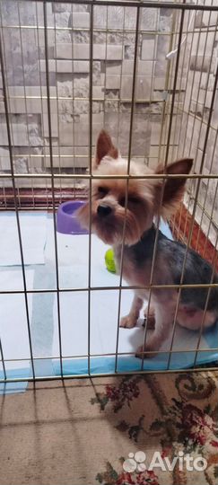 Йоркширский терьер мини девочка